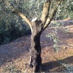 olivo podado
